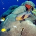 snapper_midnight_jr_v_0705_png0343.jpg